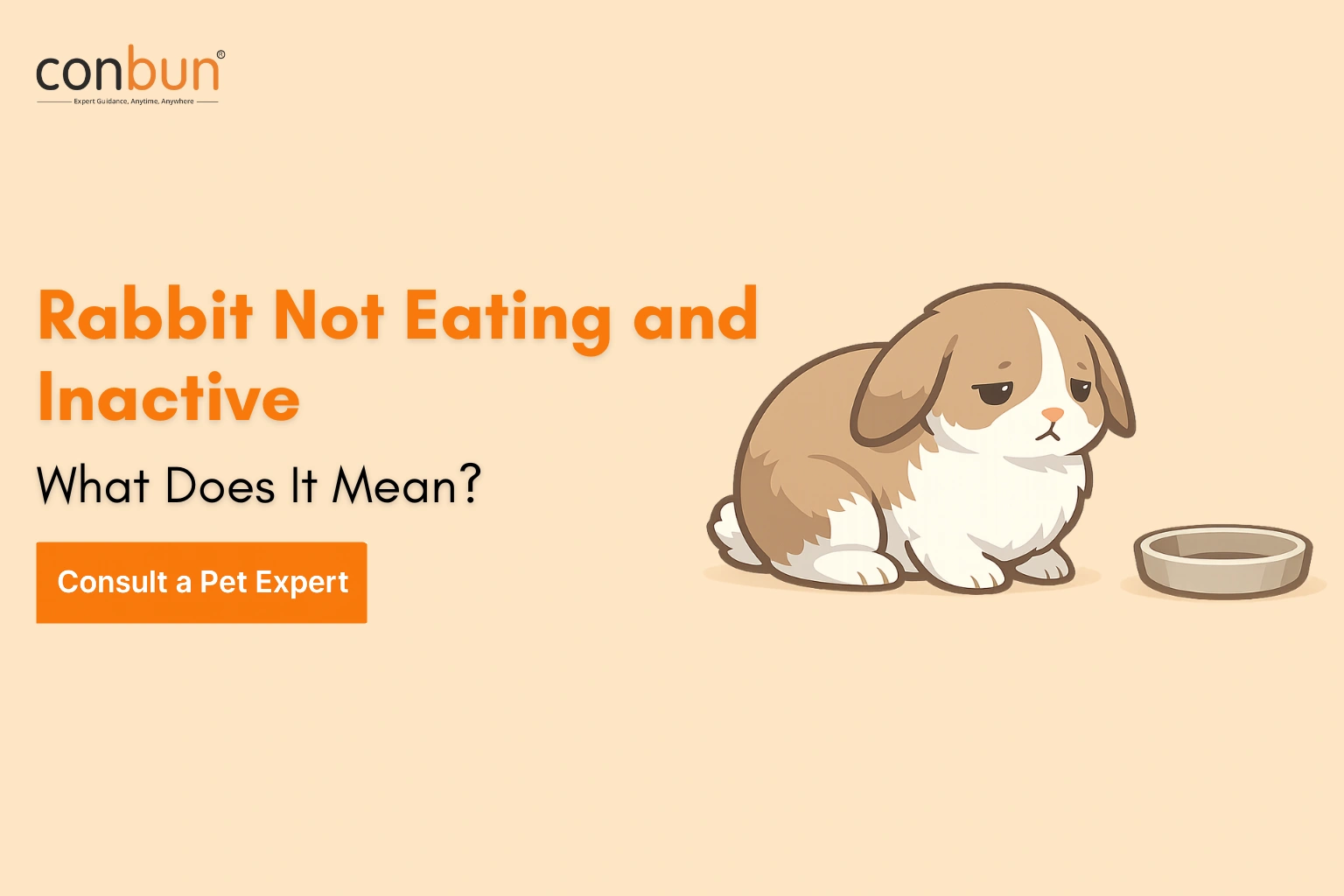 Rabbit Not Eating and Inactive – What Does It Mean?