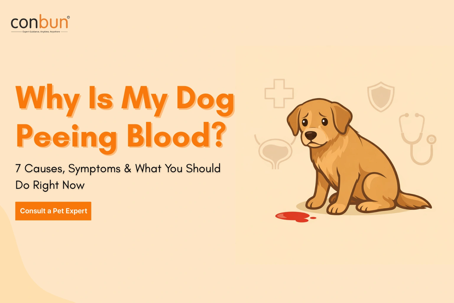Dog Peeing Blood (Hematuria)? 7 Causes, Urgent Signs & Treatment Cost