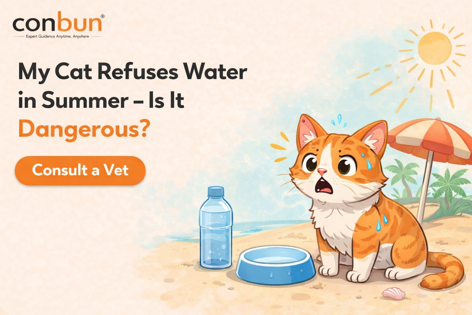 My Cat Refuses Water in Summer - Is It Dangerous?