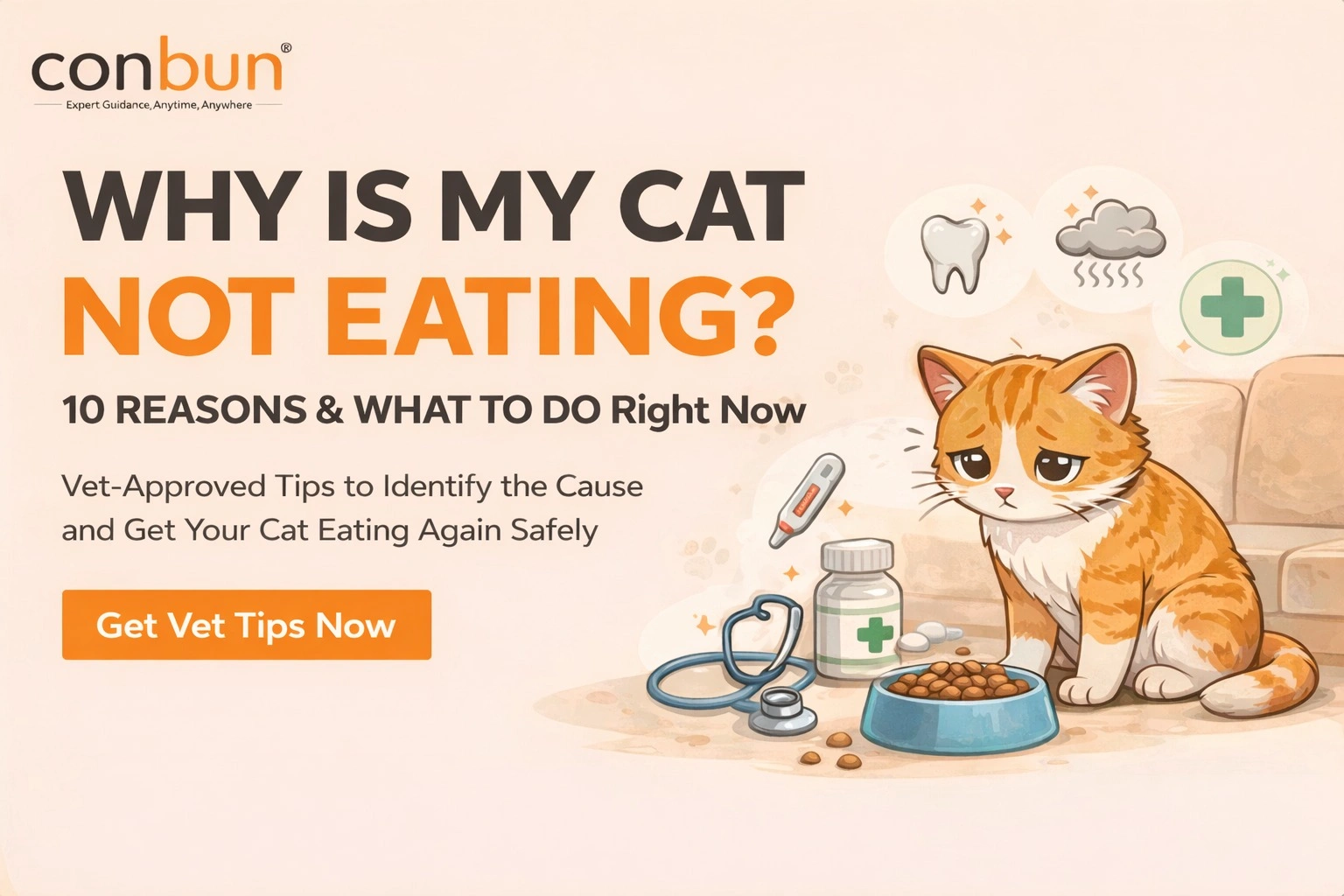 Why Is My Cat Not Eating? 10 Reasons & What To Do Right Now (Vet Tips)