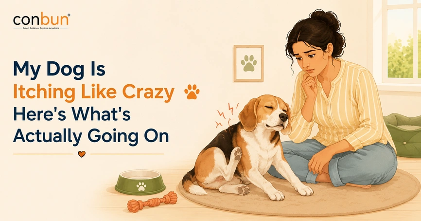 My Dog Is Itching Like Crazy - Here's What's Actually Going On